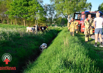 Brandweer redt jonge koe uit sloot aan Veeneindeweg