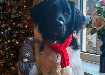 Verlichte hondenwandeling brengt sfeer en saamhorigheid in Vroomshoop