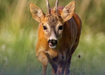Dieren kennen geen zomertijd
