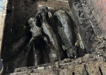 Dier in de problemen Westerweilandweg Vriezenveen