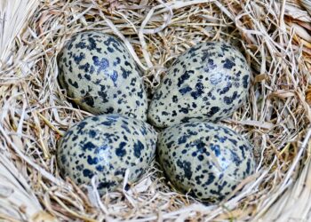 Eerste kievitsei van Overijssel gevonden in Vroomshoop