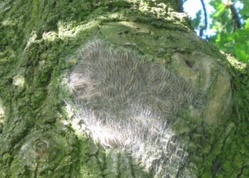 Aanpak eikenprocessierups gestart