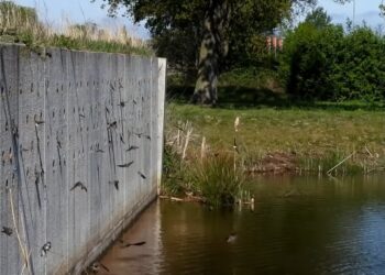 Oeverzwaluwen klaar voor het broedseizoen