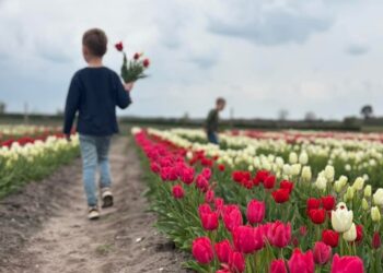 Kom TULPEN plukken in onze pluktuin