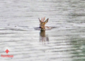 Ree weet zichzelf in veiligheid te brengen in kanaal bij Beerzerveld