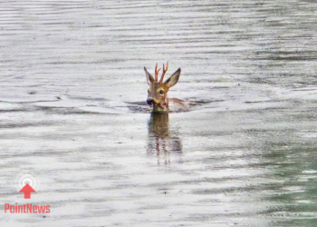 Ree weet zichzelf in veiligheid te brengen in kanaal bij Beerzerveld