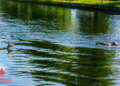 Ree gered door omstander uit het kanaal in Vroomshoop