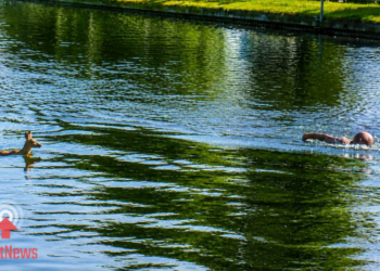Ree gered door omstander uit het kanaal in Vroomshoop