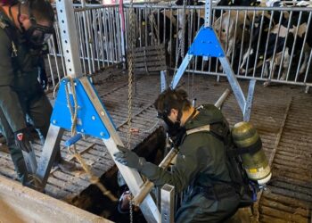 Zeven koeien uit kelder gered in Vroomshoop
