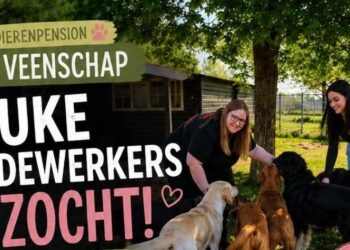 Medewerkers gezocht bij dierenpension