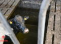 Opmerkelijke reddingsactie: Zeven pinken door vloer gezakt en in gierkelder beland bij boerderij in Den Ham