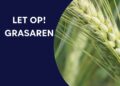 Pas op voor grasaren bij huisdieren