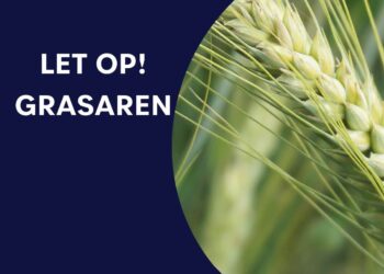 Pas op voor grasaren bij huisdieren