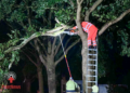 Brandweer druk met stormschade na onweersbui in regio Oost