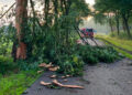 Blikseminslag splijt boom aan Twistveenweg in Vroomshoop
