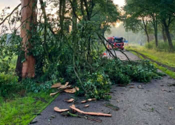 Blikseminslag splijt boom aan Twistveenweg in Vroomshoop