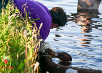 Koe te water in Daarlerveen zorgt voor veel bekijks