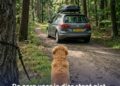 Tijdens de vakantieperiode zien we dat er meer dieren worden gedumpt of achtergelaten