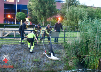 Brandweer haalt Zwaan uit kleine waterpartij bij Vroomshoop