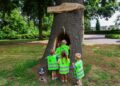 Oude eik krijgt tweede leven als kabouterboom