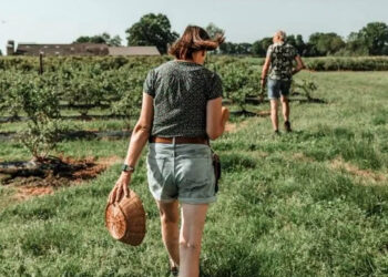 Na 35 jaar stopt geliefde blauwebessenkwekerij Nog een zomer genieten
