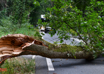Grote tak blokkeert Hammerweg tussen Den Ham en Ommen