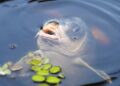 Vissen in nood Meld dit bij het waterschap