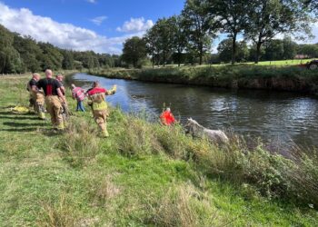 Paard te water bij Steile Oever in Ommen, brandweer brengt dier veilig op het droge
