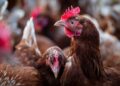 Vogelgriep vastgesteld op meerdere locaties: komt er opnieuw een landelijke ophokplicht?